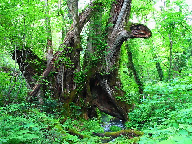 大カツラの古木「和池の大カツラ」とかつらの千年水