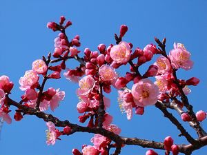 お花畑と四季の花/花の島淡路島 明石海峡公園