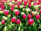 チューリップの花とチューリップ畑・明石海峡公園/春の花壁紙