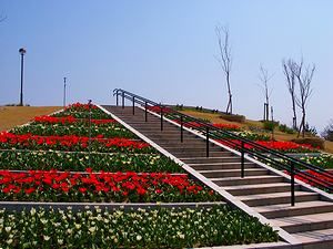 チューリップの花とチューリップ畑/明石海峡公園