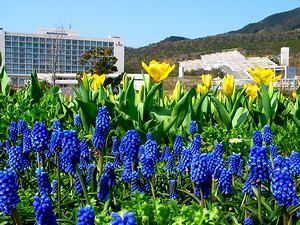 チューリップの花とチューリップ畑/明石海峡公園