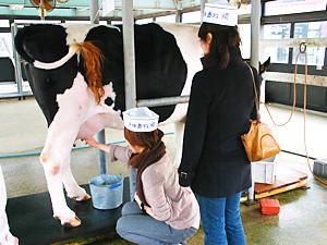 淡路島牧場・牛の乳しぼり体験
