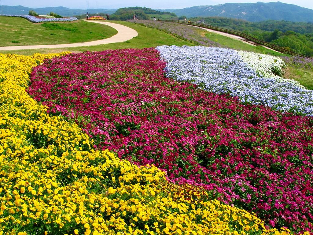 淡路花さじき 花と緑の高原 花畑 壁紙写真集 無料写真素材