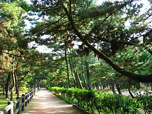 慶野松原の松林
