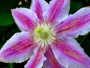 温室の植物と花・熱帯植物の花/夢舞台奇跡の星植物館