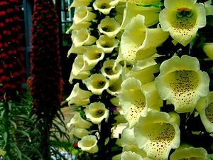 温室の植物と花・熱帯植物の花/夢舞台奇跡の星植物館