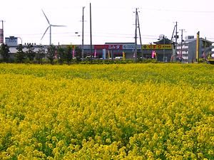 菜の花畑と五色町の町並み・風力発電機の風車