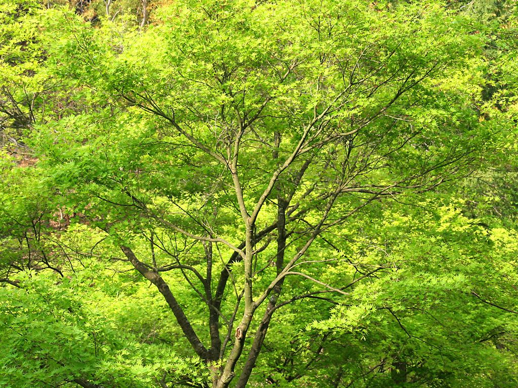 壁紙 新緑の森 壁紙写真集 無料写真素材