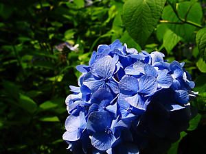 紫陽花(アジサイ)の花