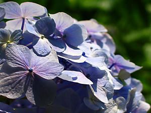 紫陽花(アジサイ)の花