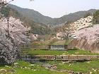 芦屋川の桜・桜並木・桜の花・芦屋市のお花見の風景