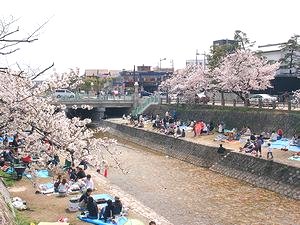 国道２号線業平橋・芦屋川河畔周辺の桜並木