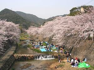 芦屋川の桜並木と六甲山