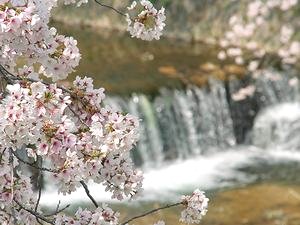 芦屋川の桜の花