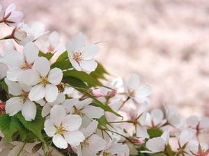 芦屋川の桜の花