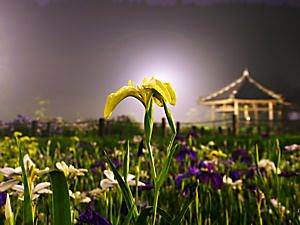 永沢寺花しょうぶ園ライトアップ夜景