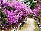 広田神社・広田山公園のコバノミツバツツジ無料写真素材