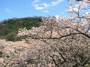 桜と甲山