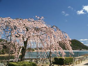 しだれ桜と甲山