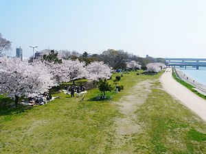 阪神武庫川駅上流の桜並木