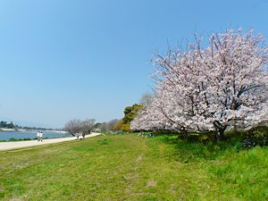 阪神武庫川駅上流の桜並木