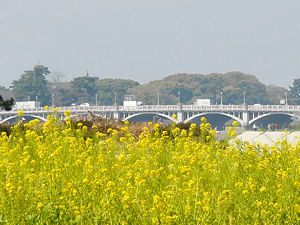 武庫川河川敷の菜の花と国道２号線「武庫大橋」