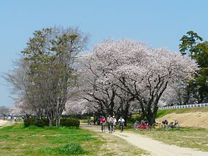 武庫川緑地の桜並木