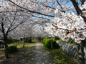 武庫川右岸の西宮にある兵庫ふるさと桜づつみ回廊