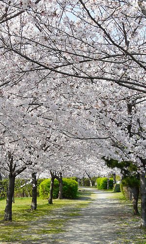 武庫川右岸の西宮にある兵庫ふるさと桜づつみ回廊