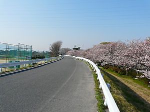 武庫川公園の桜並木