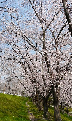 武庫川公園の桜並木