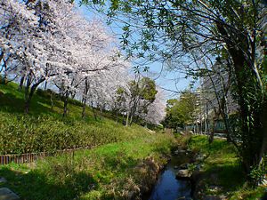武庫川公園の桜並木とホタルが生息する小川
