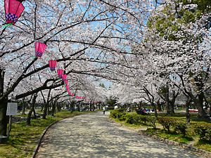 西武庫公園（武庫川交通公園）の桜