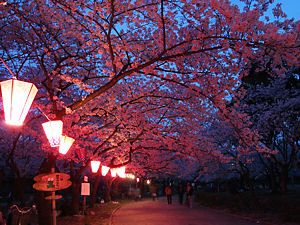 西武庫公園の夜桜・桜のライトアップ