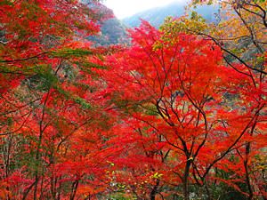 大峰山への登山道と桜の園・紅葉谷の紅葉