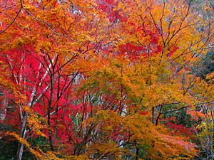 大峰山への登山道と桜の園・紅葉谷の紅葉
