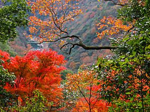 大峰山への登山道から見下ろす武庫川渓谷
