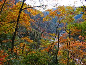 大峰山への登山道から見下ろす武庫川渓谷