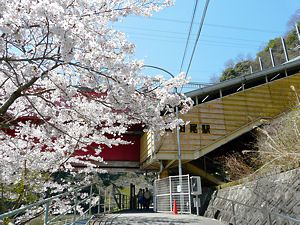 JR福知山線（JR宝塚線）の武田尾駅と桜