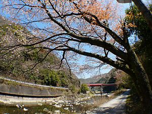 山桜と武庫川にかかるJR福知山線の武庫川橋梁