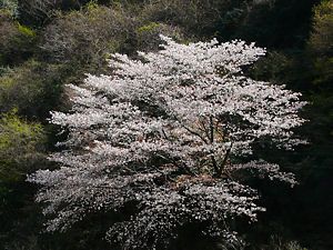 武田尾温泉の桜