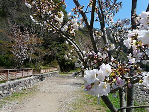 武庫川廃線・旧JR福知山線の廃線と桜