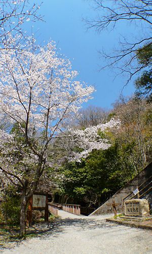 ふるさと桜つづみ回廊・桜の名所 武田尾