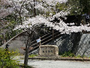 ふるさと桜つづみ回廊・桜の名所 武田尾