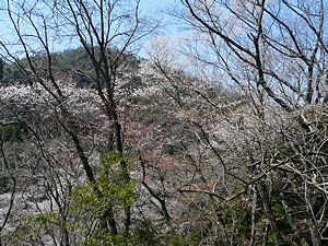 亦楽山荘・さくらの園の山桜