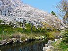 武庫川堤防・武庫川公園の桜並木とホタルの生息する小川