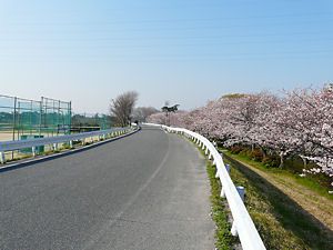 武庫川の堤防の道路と桜並木