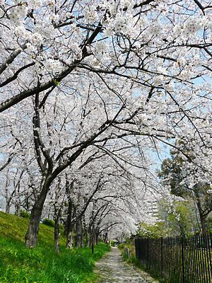 武庫川公園の桜並木・桜のトンネル