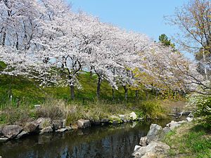 ホタルの生息する小川と桜並木
