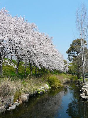 ホタルの生息する小川と桜並木